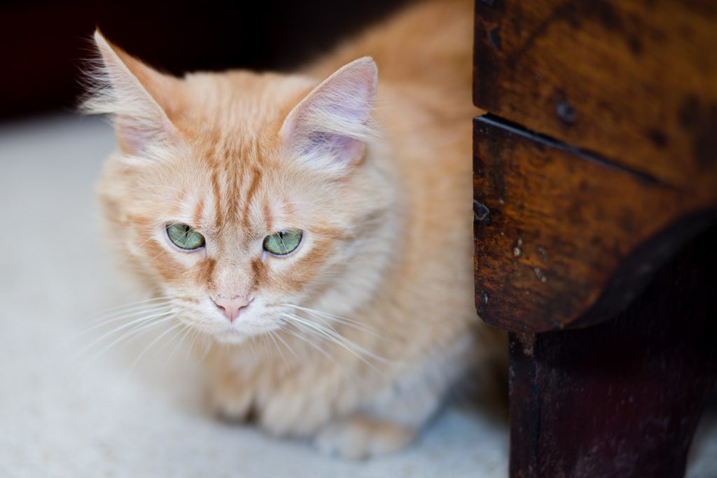 photographe-nice-famille-bebe-enfant-couple-mariage-lifestyle-portrait-magali-caldani-maternite-animaux-chat