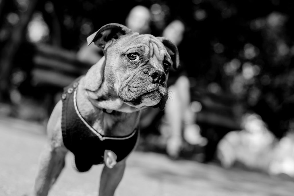 photographe-nice-famille-bebe-enfant-couple-mariage-lifestyle-portrait-magali-caldani-maternite-animaux-chien