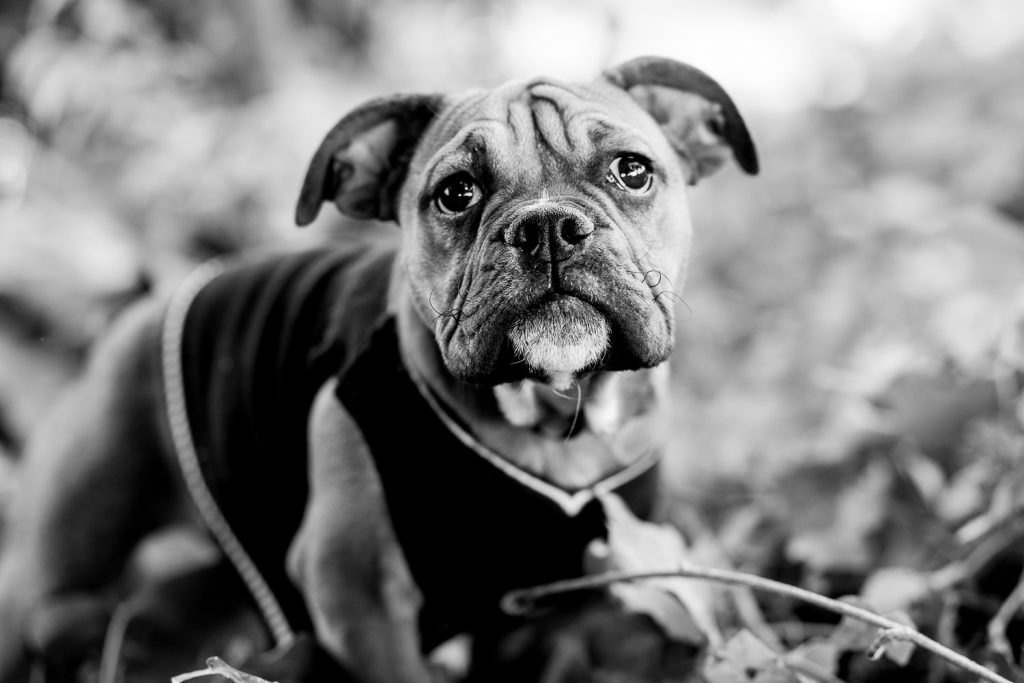 photographe-nice-famille-bebe-enfant-couple-mariage-lifestyle-portrait-magali-caldani-maternite-animaux-chien