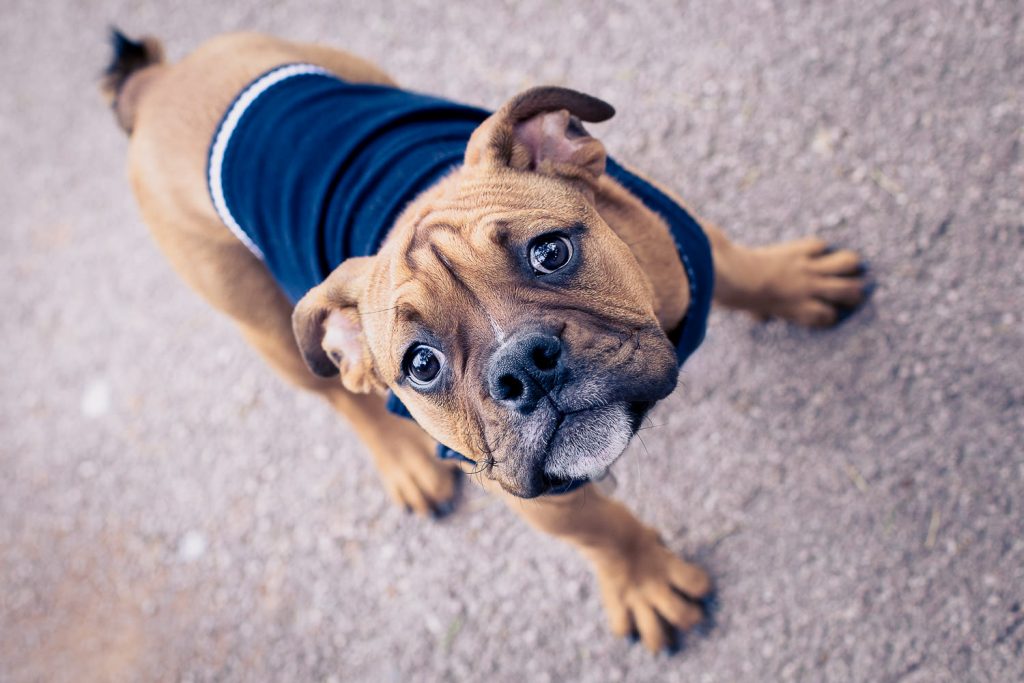 photographe-nice-famille-bebe-enfant-couple-mariage-lifestyle-portrait-magali-caldani-maternite-animaux-chien