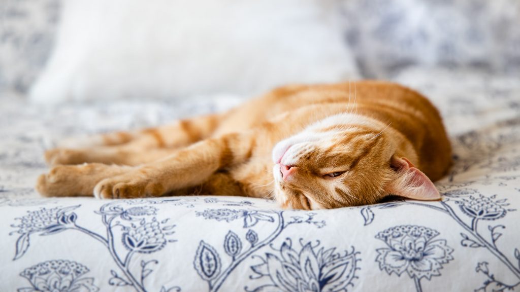 photographe-nice-famille-bebe-enfant-couple-mariage-lifestyle-portrait-magali-caldani-maternite-grossesse-animaux