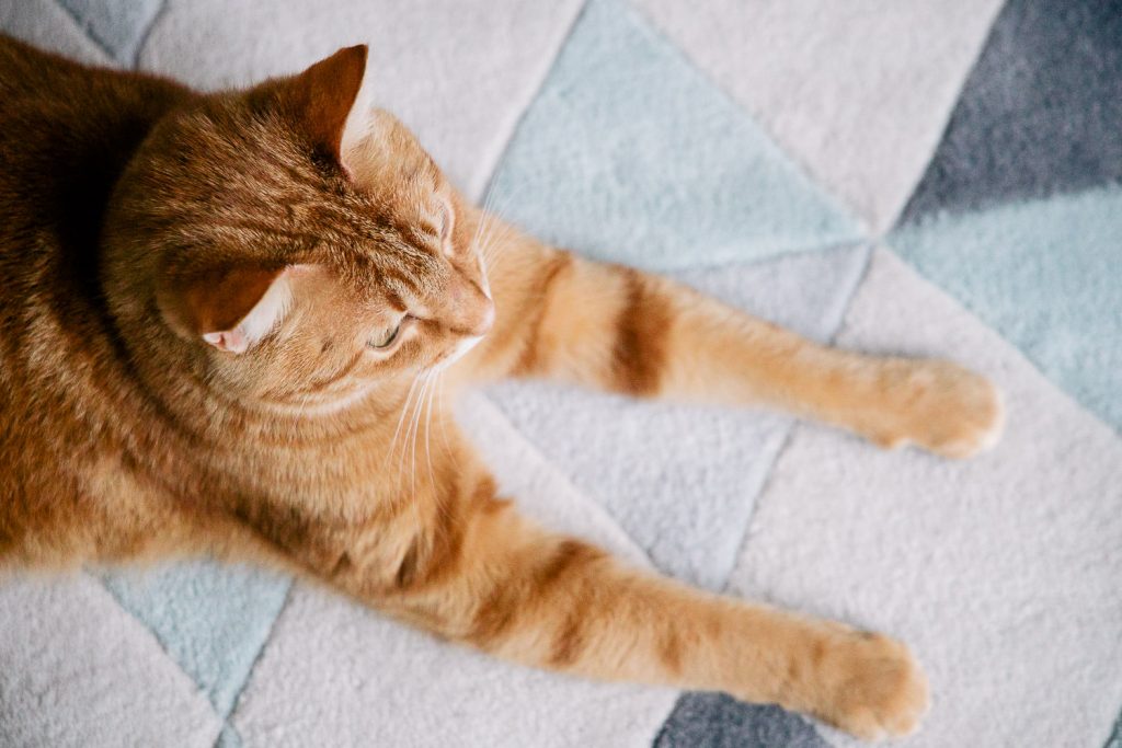 photographe-nice-famille-bebe-enfant-couple-mariage-lifestyle-portrait-magali-caldani-maternite-grossesse-animaux