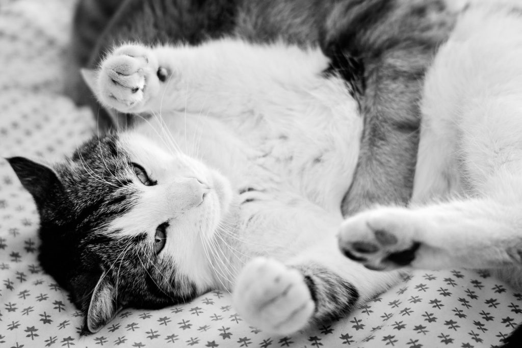 photographe-nice-famille-bebe-enfant-couple-mariage-lifestyle-portrait-magali-caldani-maternite-grossesse-animaux