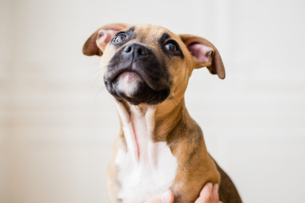 photographe-nice-famille-bebe-enfant-couple-mariage-lifestyle-portrait-magali-caldani-maternite-grossesse-animaux