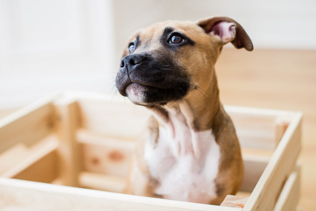 photographe-nice-famille-bebe-enfant-couple-mariage-lifestyle-portrait-magali-caldani-maternite-grossesse-animaux