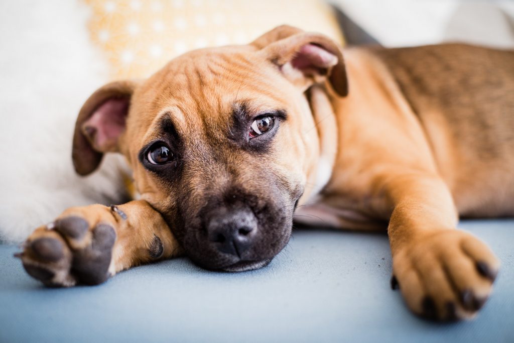 photographe-nice-famille-bebe-enfant-couple-mariage-lifestyle-portrait-magali-caldani-maternite-grossesse-animaux