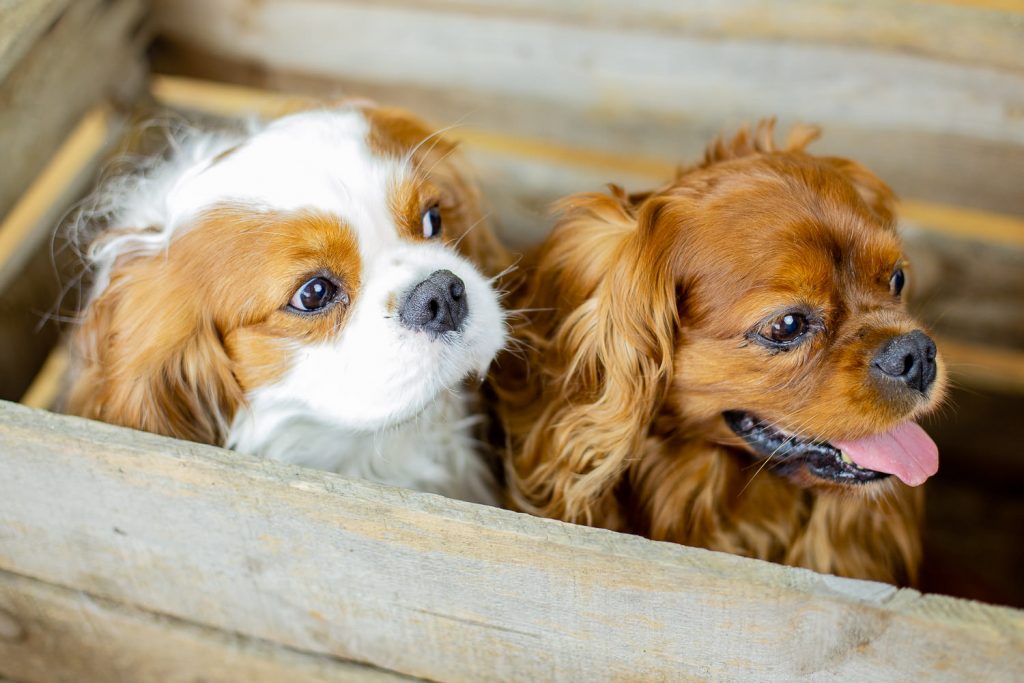 photographe-nice-famille-bebe-enfant-couple-mariage-lifestyle-portrait-magali-caldani-maternite-grossesse-animaux