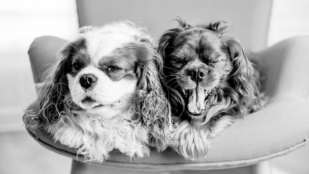 photographe-nice-famille-bebe-enfant-couple-mariage-lifestyle-portrait-magali-caldani-maternite-grossesse-animaux