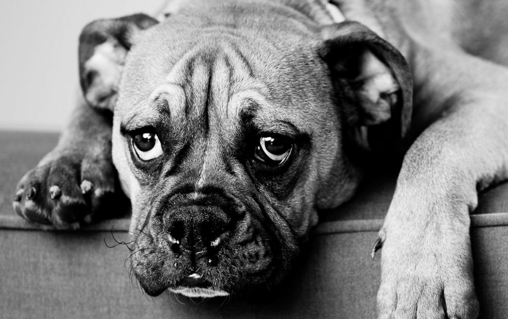 photographe-nice-famille-bebe-enfant-couple-mariage-lifestyle-portrait-magali-caldani-maternite-grossesse-animaux