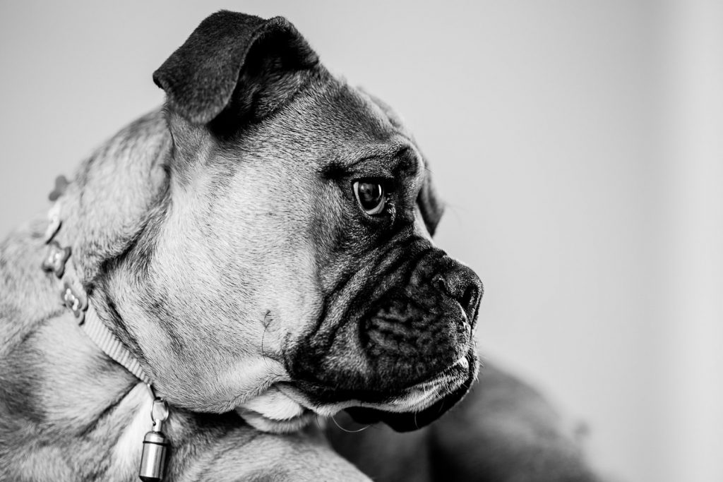 photographe-nice-famille-bebe-enfant-couple-mariage-lifestyle-portrait-magali-caldani-maternite-grossesse-animaux